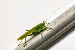 groß Heuschrecke im ein Garten Zelt, Katydid, Tettigoniidae foto