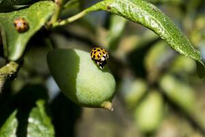 Marienkäfer und Larve auf ein Pflaume, Coccinella septempunctata, coccinellidae foto