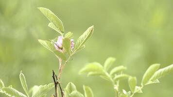 schließen oben von ein zart Rosa Blume im voll blühen im ein Frühling Wald mit verschwommen Grün Gras auf das Hintergrund. Lager Filmaufnahme. ein Busch von wild Apfel mit zärtlich Rosa Blume Knospe. foto