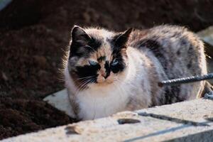 schön Kattun Katze mit Blau Augen Sitzung im das Garten mit Sonnenschein foto