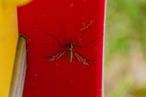 Moskito ruhen im das Schatten draußen, Diptera, culicidae foto