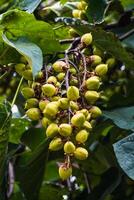 Paulownia tomentosa und es ist Früchte im spät Sommer, ebenfalls namens Kaiserin Baum oder Fingerhut Baum, schnell wachsend und groß Blatt, Paulowniaceae foto