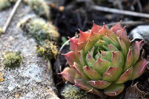 sempervivum Tektorum, verbreitet Hauswurz. mehrjährig Pflanze wachsend im Blume Topf. sempervivum im Natur. für immer leben Anlage, saftig. foto