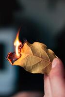 Person Wer brennen Bucht Blätter zu bringen Gelassenheit, reduzieren Angst, lindern Kopfschmerzen und ermüden und reinigen das heim, Laurus Nobilis foto