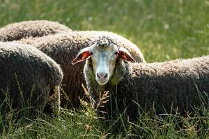 Herde von jung Lämmer Weiden lassen das frisch Grün Wiese auf ein sonnig Tag foto