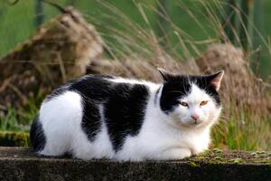 domestiziert zweifarbig Katze mit Gelb Augen, schwarz und Weiß Fell, draussen Szene, felis Catus, europäisch kurzes Haar, keltisch kurzes Haar foto