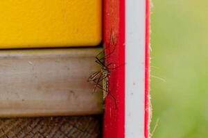 Moskito ruhen im das Schatten draußen, Diptera, culicidae foto