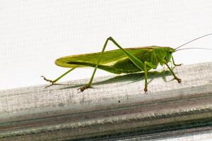 groß Heuschrecke im ein Garten Zelt, Katydid, Tettigoniidae foto