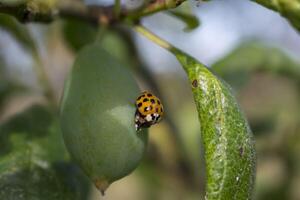 Marienkäfer und Larve auf ein Pflaume, Coccinella septempunctata, coccinellidae foto