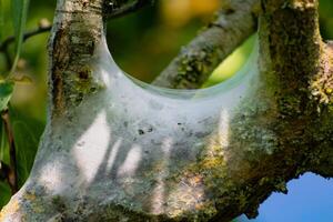 Nest von Raupen gesehen im ein Obst Baum, möglicherweise das Lakai Motte, Malakosom Neustrien, Schmetterlinge foto