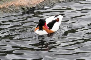 ein Aussicht von ein Shelduck foto