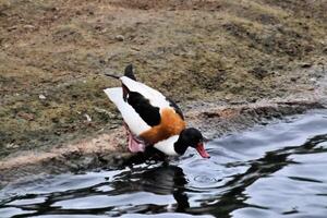 ein Aussicht von ein Shelduck foto