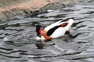 ein Aussicht von ein Shelduck foto