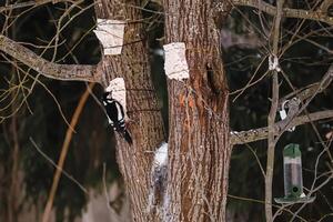 großartig entdeckt Specht sitzt auf Baum und isst Essen von Zubringer. Fütterung Vögel im Winter. foto