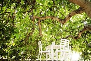 Entspannung Bereich unter ein Feige Baum foto