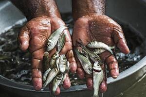 gut Qualität Karpfen Fisch Fingerlinge foto