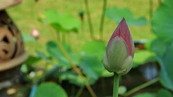 Natürliche Lotusblüte blüht in einem wunderschönen Garten foto