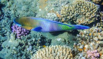 bunt Gänseblümchen Papageienfisch schweben Über Korallen im Ägypten foto