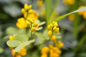 Wandern Cassia Blumen Nahaufnahmen, mahe Seychellen foto