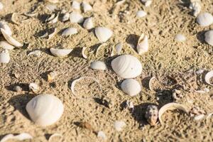 Menge von Weiß Muscheln im das Sand von das Strand auf Ferien im Ägypten Detail foto