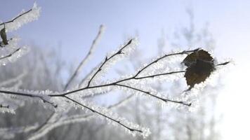 Nahansicht von gefroren Baum Ast auf Hintergrund von Sonne. kreativ. schön Ast mit zuletzt Blatt auf Internet auf Winter Tag. Baum Ast im Frost auf klar Winter Tag foto