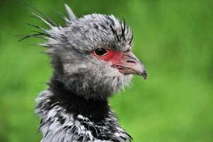 eine Nahaufnahme eines Crested Screamer foto