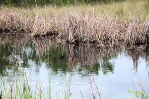 ein Aussicht von das Florida Eveglades foto