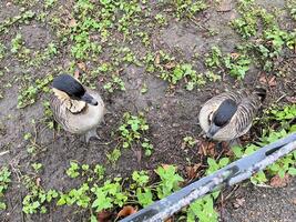 eine Nahaufnahme einer hawaiianischen Gans foto