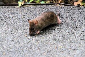 ein schließen oben von ein Feld Maus foto