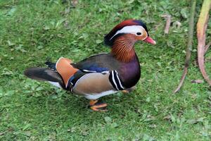 ein Aussicht von ein Mandarin Ente foto