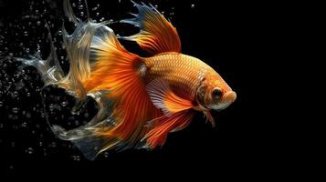 ai generiert majestätisch golden Orange Betta Fisch Schwimmen mit ein isoliert schwarz Hintergrund. foto