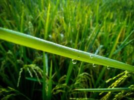 Tau Tropfen auf Paddy mit verwischen Hintergrund. Nahansicht von Tau Tropfen. foto