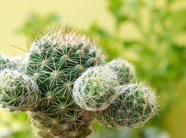 Sukkulente Nahaufnahme Kaktusarten Mammillaria gracilis foto