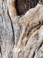 Textur der alten Stumpfholzoberfläche foto