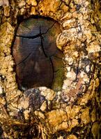 Fleisch von Baum Versuchen zu Startseite das Ast Schnitt Wunde foto