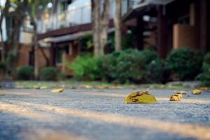 trocken Blatt auf das Straße inmitten verschwommen Gebäude und Grün Bäume foto