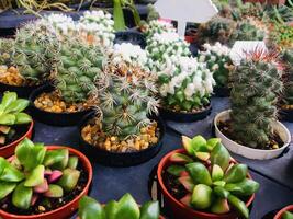 Gruppe von Kaktus im Blume Topf foto