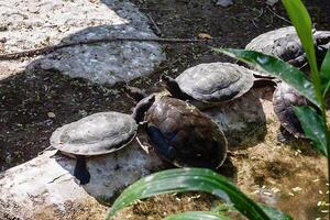 Schildkröte im Teich foto