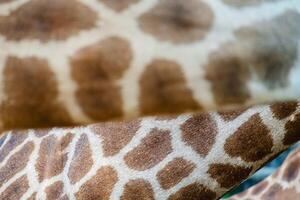 Haut von Giraffe mit das Spek Muster foto