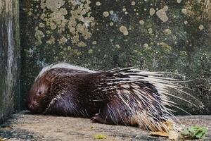 asiatisch Pinselschwanz Stachelschwein foto