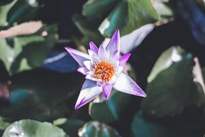 lila Lotus Blume Blühen im ein Teich foto