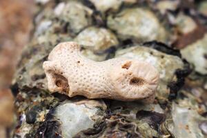 Foto von Koralle Felsen auf das Strand