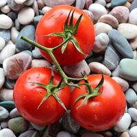 Ast von saftig Tomaten auf ein farbig Kieselsteine Platz Lager Foto