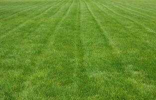 Spuren von ein Rasen Mäher auf ein Gras Rasen nach Mähen mit ein Rasen Mäher foto