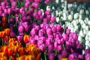 dunkel Orange rot Gelb Tulpe Hintergrund foto