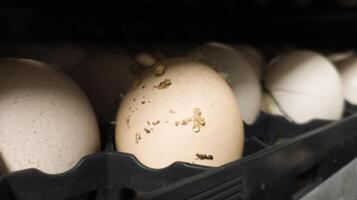 das explodieren Eier auf das Tablett Trolley.die Ei explodiert im das Tablett weil von Bakterien oder Pilze Das eingeben das Eierschale. Eier explodieren weil Sie sind ausgesetzt zu Bakterien. foto