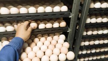 das Qualität Steuerung tun Qualität prüfen zum Schraffur Eier auf das Inkubation Maschine Zimmer. foto