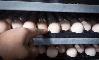 das Qualität Steuerung tun Qualität prüfen zum Schraffur Eier auf das Inkubation Maschine Zimmer. foto