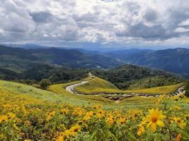 Mexikaner Sonnenblume oder Baum Ringelblume Blüten wachsend auf ein Hügel mit Wolken im das Himmel und Berge im das Hintergrund. foto