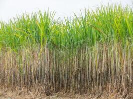 Zuckerrohrplantagen, die landwirtschaftliche tropische Pflanze in Thailand foto